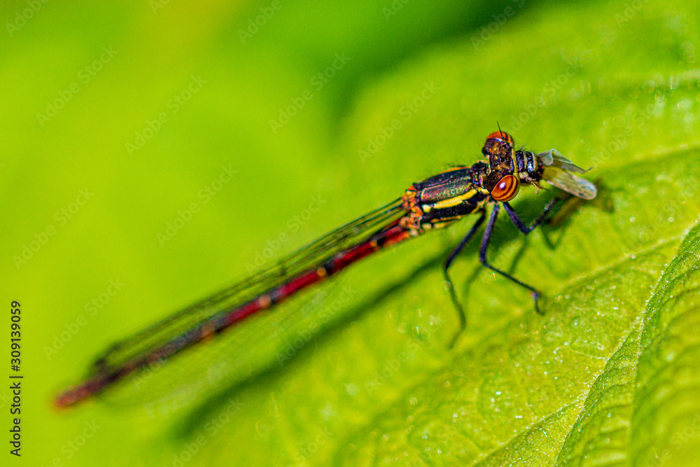 Dragonfly Eating a Fly Dragonfly Eating a Fly