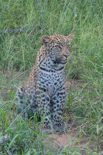 Leopard cub © Kyle