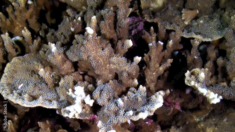 Moray eels hiding under coral in underwater of Philippine Sea. Macro video about underwater wildlife in marine life world of sea. Concept of diversity of fish species in underwater environment. Moray eels hiding under coral in underwater of Philippine Sea. Macro video about underwater wildlife in marine life world of sea. Concept of diversity of fish species in underwater environment.