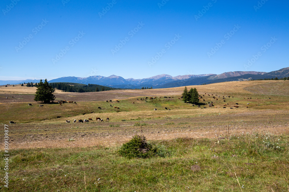 Obraz premium landscape with cows