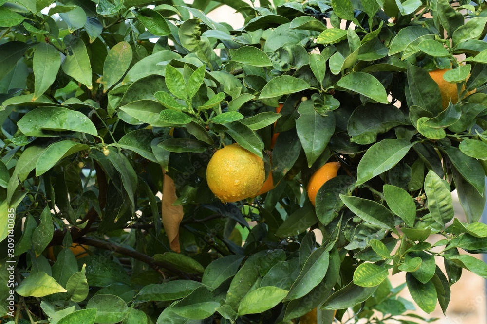 Cyprus citrus fruit isolated on white background