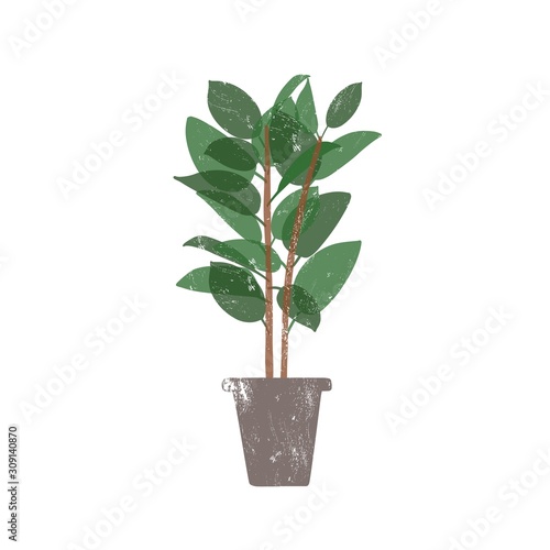 Rubber plant in ceramic pot flat vector illustration. Ficus, trendy potted evergreen houseplant isolated on white background. Indoor flower, domestic decorative greenery. Rubber bush design element.
