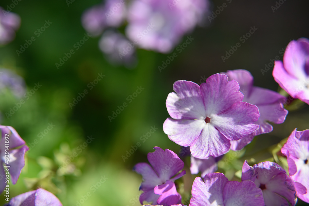 Small purple flowers on the green background, close-up, selective focus Small purple flowers on the green background, close-up, selective focus