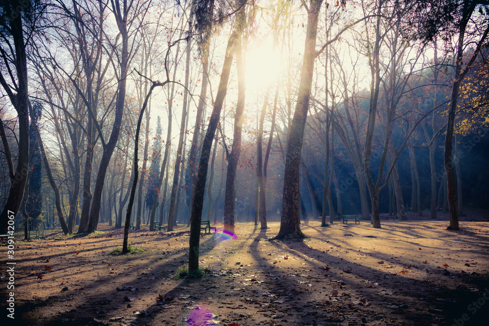 Naklejka premium Trees, sunbeams and shadows