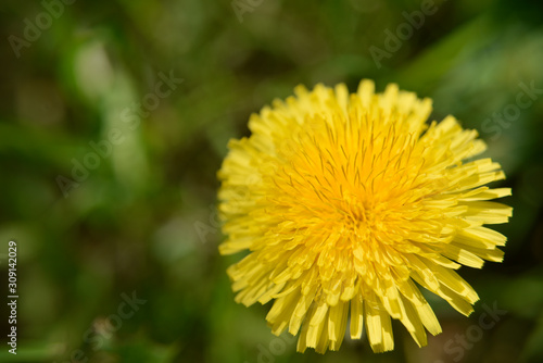 Isolated yellow dandelion flower with the grass  selective focus  closse-up