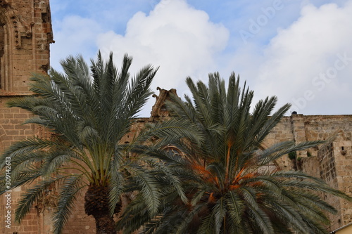 Palm tree in the Cyprus Garden