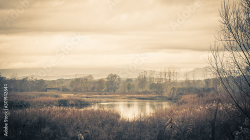 Fotografia the swamp in winter