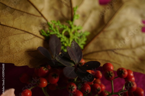 leaf, autumn, fall,
