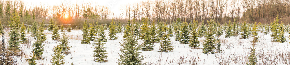 Fototapeta premium panorama young Christmas trees in winter in the setting sun