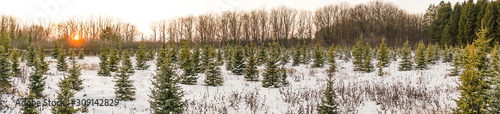 panorama young Christmas trees in winter in the setting sun
