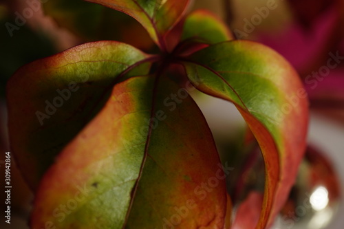 red, plant, tomato, fruit, berry