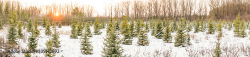 panorama young Christmas trees in winter in the setting sun