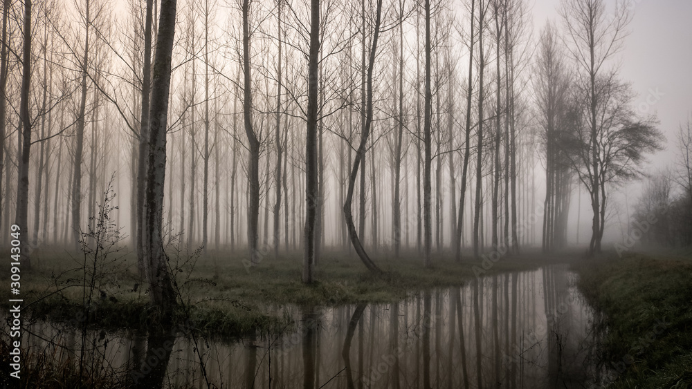 the water mirror for trees the water mirror for trees