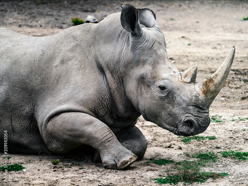 A close up encounter of a single horned adult rhinoceros laying in the dirt.