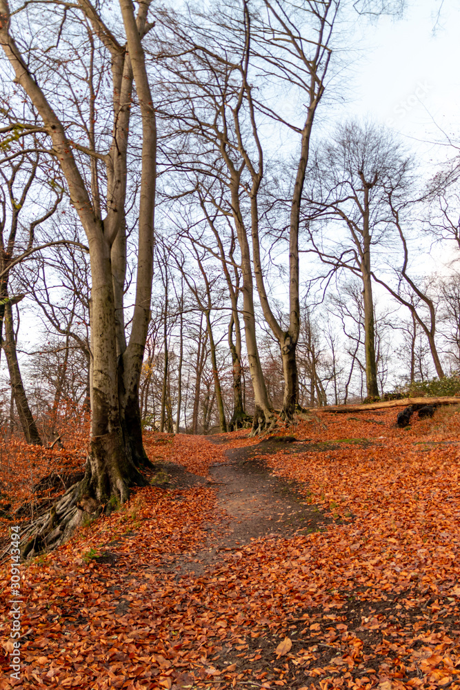 Fototapeta premium Winterlicher Wald mit kahlen Ästen und bunten Laub auf dem Waldboden lädt zum Wandern und Spaziergang im Herbst mit der Familie auf Waldwegen und natürlichen Pfaden ein, baut Stress ab für Gesundheit