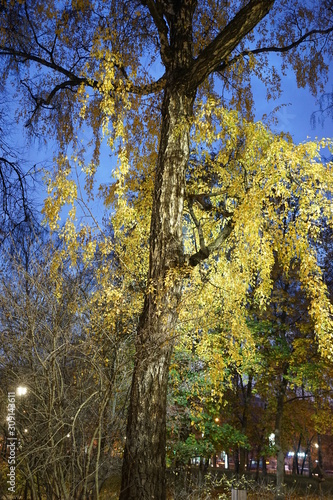 Night autumn landscape. Golden leaves of trees against the dark sky.1.