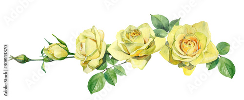 Horizontal composition of watercolor yellow roses.