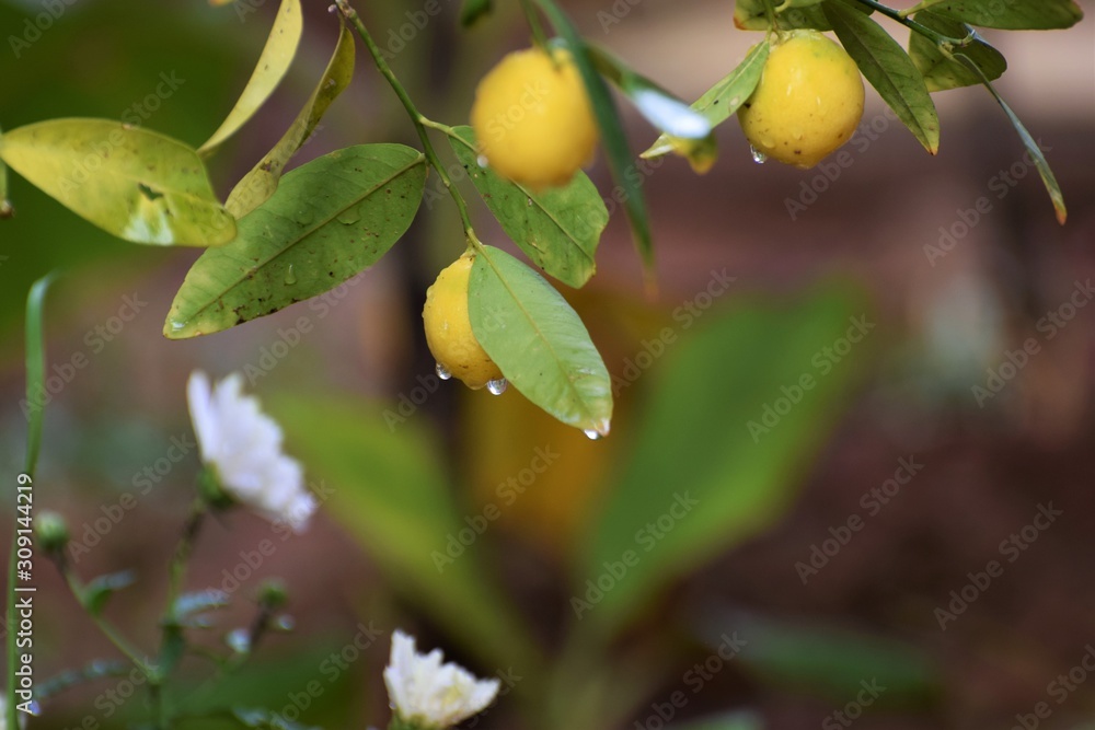 Cyprus citrus fruit isolated on white background