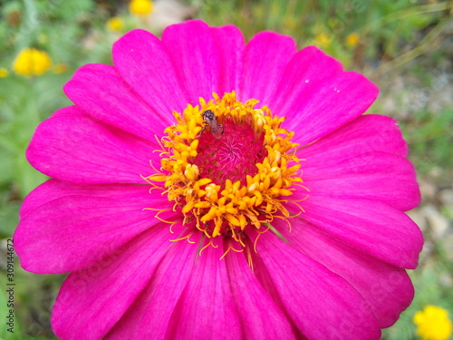 Blooming pink zinnia elegans or common zinnia flower in the park.
