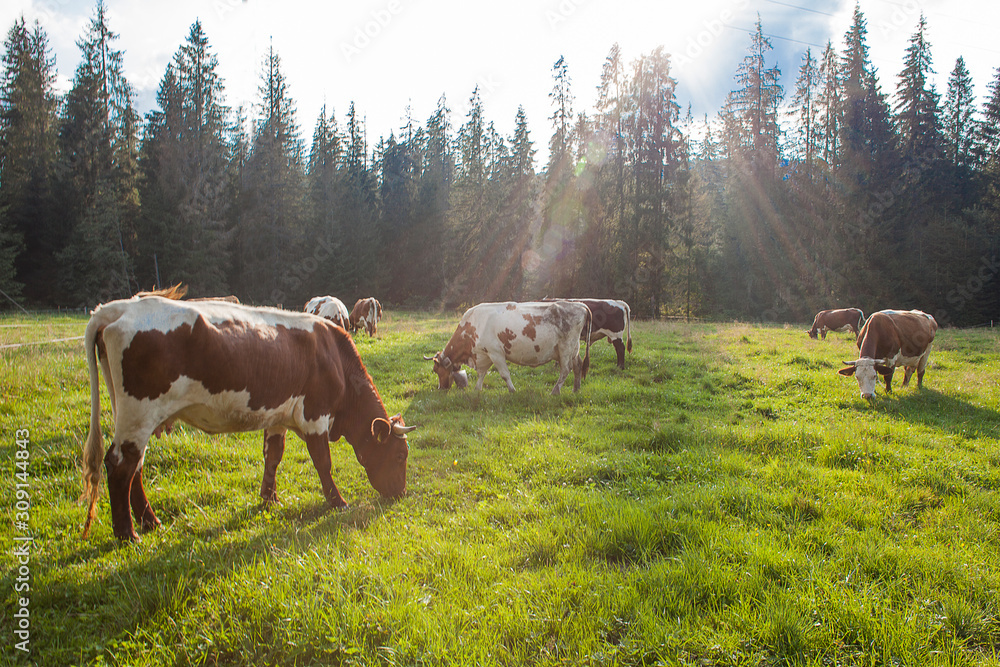 Naklejka premium cows on the field