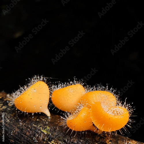 orange mushroom on black background