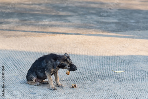 Close up dirty stray dog eating the bone on ground.