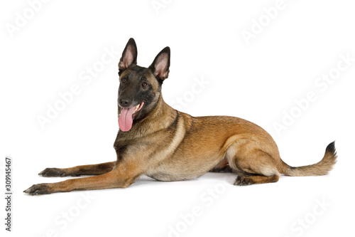 Pedigree Belgian shepherd dog Malinois with his tongue hanging out lying on a white