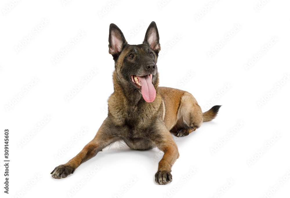 Belgian shepherd dog Malinois with his tongue hanging out lying on a white Belgian shepherd dog Malinois with his tongue hanging out lying on a white