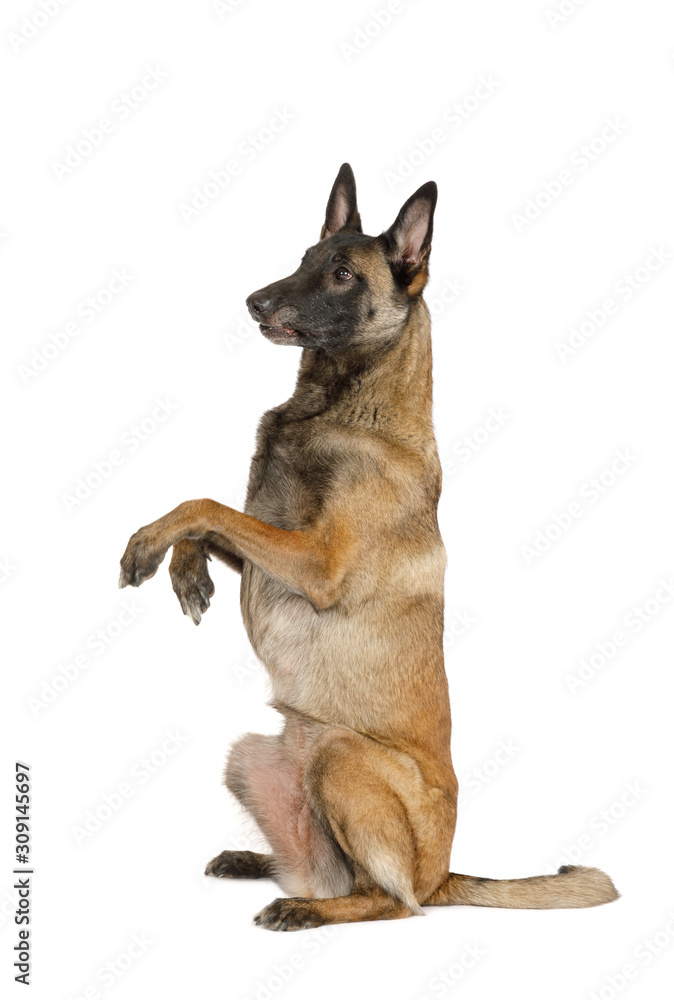Why Do Dogs Sit Up On Hind Legs