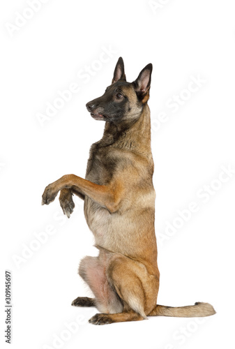 Pedigree Belgian shepherd dog Malinois sitting up on its hind legs