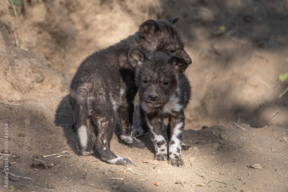 Fototapeta premium Painted wolf pups
