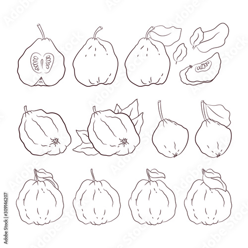 sketch vector. coloring. quince. organic food. diet foods. vegetarianism and raw food diet