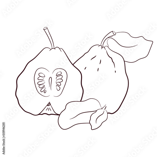 sketch vector. coloring. quince. organic food. diet foods. vegetarianism and raw food diet