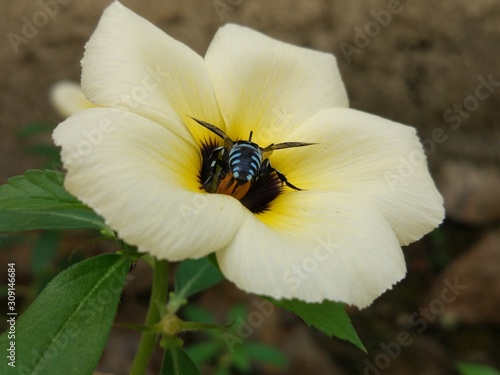 blue bee on a very beautiful white flower