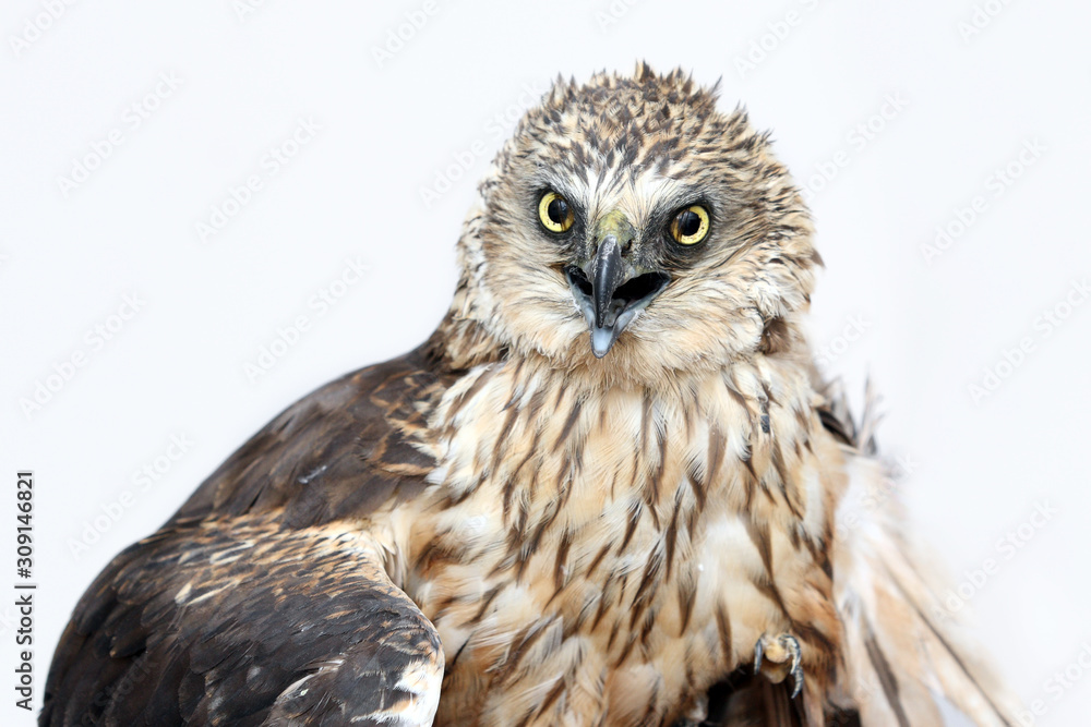 Naklejka premium Birds of prey - Marsh harrier (Circus aeruginosus)