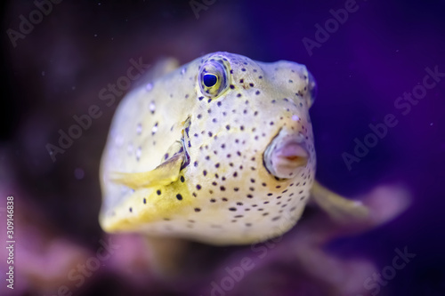 Yellow balloon fish in the sea with a violet and pink background