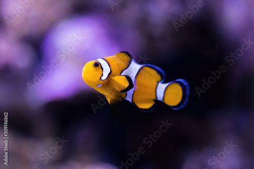 Colorful clown fish on a tropical coral reef