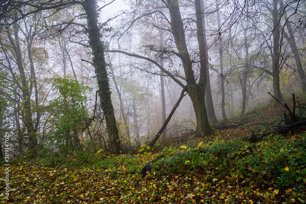 Germany, Beautiful colorful forest nature landscape in foggy autumn mood in the morning