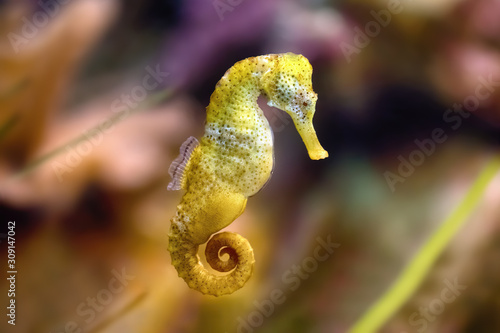 Slim seahorse in the aquarium (Hippocampus reidi) photo