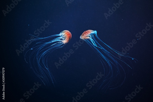 Tablou canvas Two jellyfish swimming at the bottom of the sea