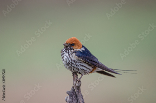 lesser striped Swallow