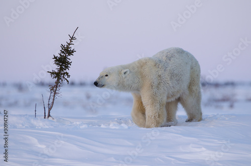 Vászonkép Polar Bear in Wapusk National Park