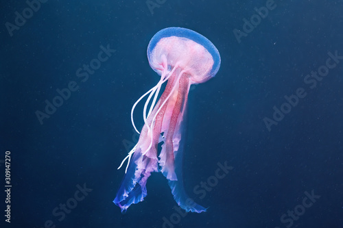 Pelagia noctiluca jellyfish on the ocean floor