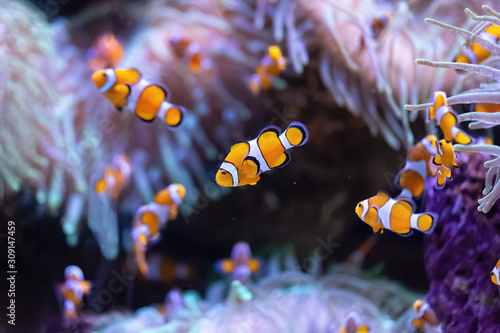 Several colorful clownfish on a tropical coral reef