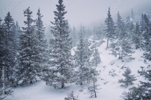 Stone hill among the pine forest in foggy weather frosty winter season © Viktor Kulikov