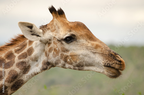 Photography Giraffe portrait