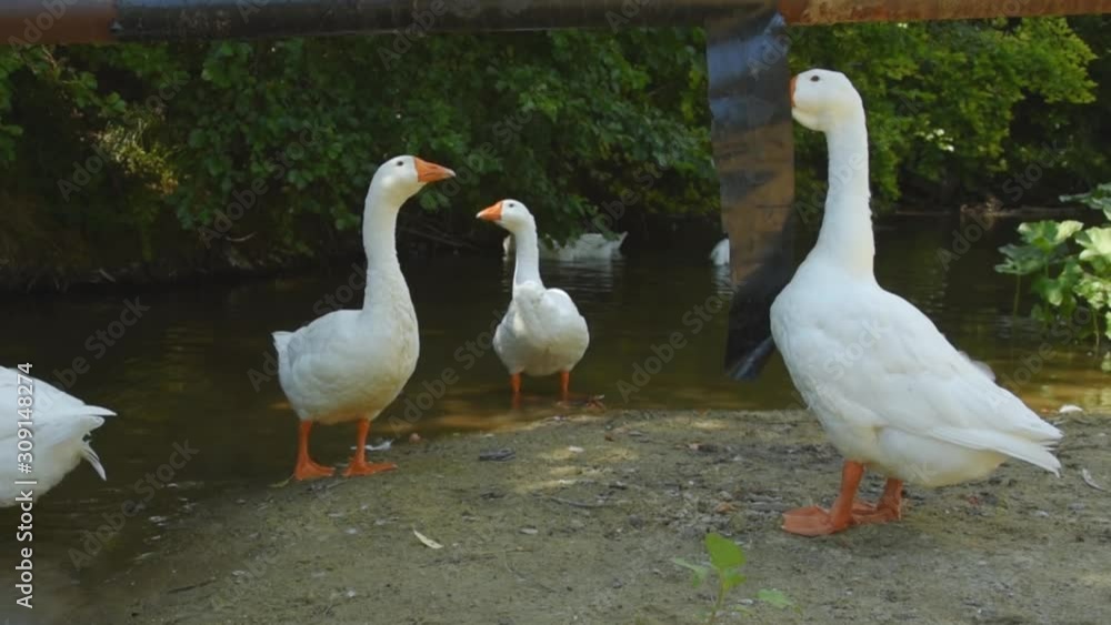 Animals eat plastic. Domestic geese on the river bank pinch a black ribbon wrapped around a pipe Animals eat plastic. Domestic geese on the river bank pinch a black ribbon wrapped around a pipe