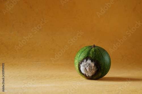 Green watermelon with a spoiled surface. Large area covered with mold. Ugly.Copy space, horizontal position, trend, minimalism