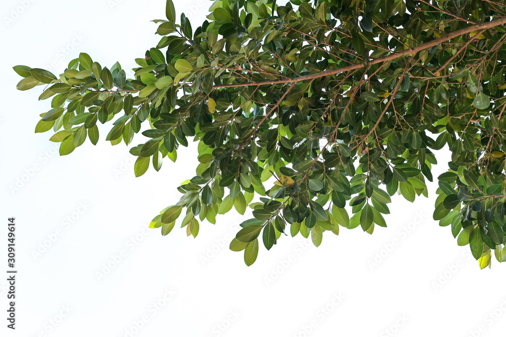 Green leaves tree from under tree isolated on white background Green leaves tree from under tree isolated on white background