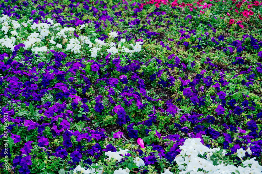 field of flowers of different shades